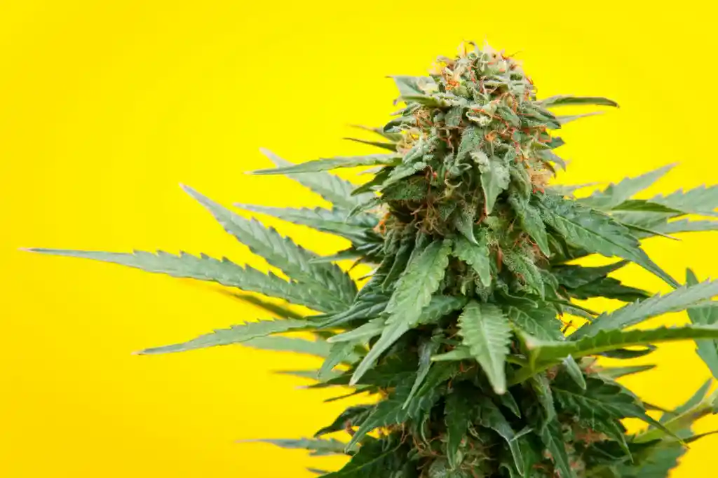 marijuana plant against yellow background