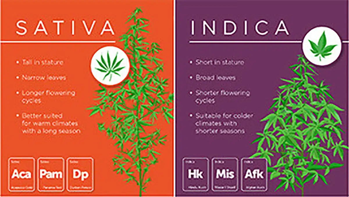 Sativa vs indica chart