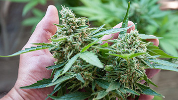 hand holding cannabis leaf