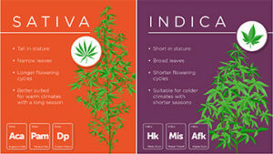 sativa vs indica chart