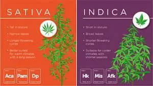 sativa vs indica chart