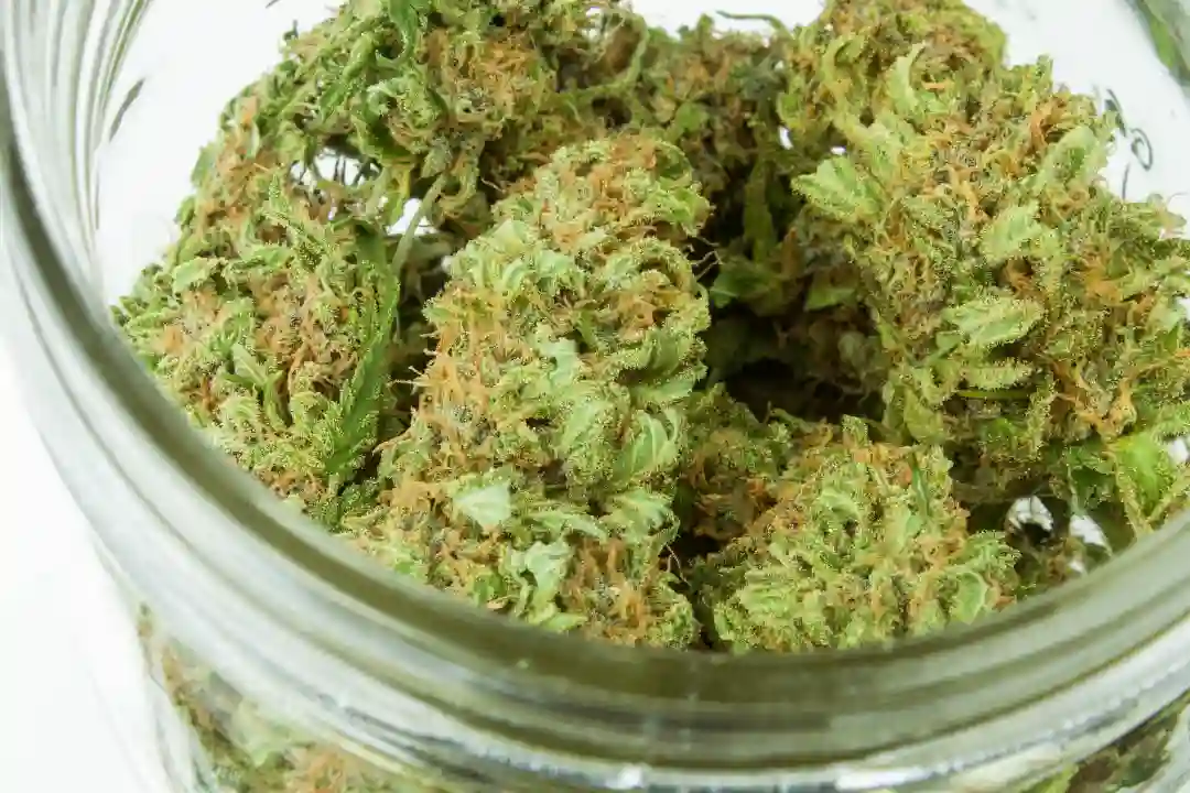 Cannabis Plants in a Jar