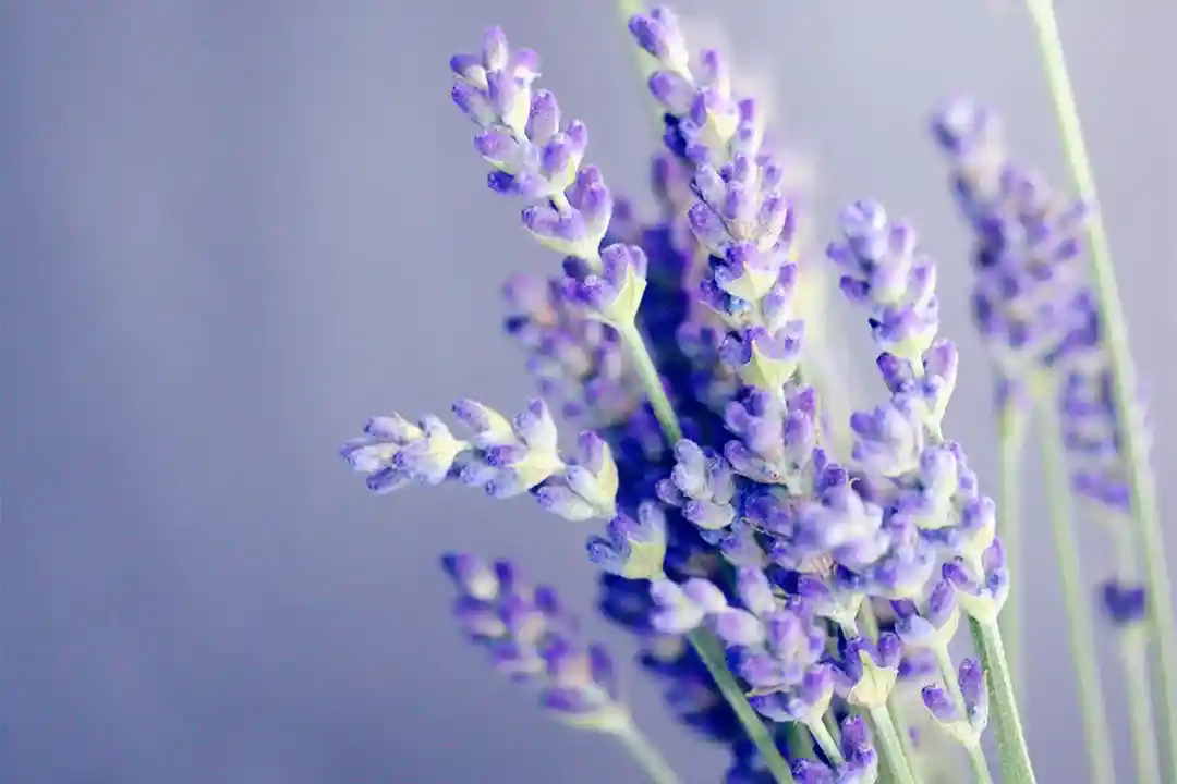 Purple flowers against a matching background