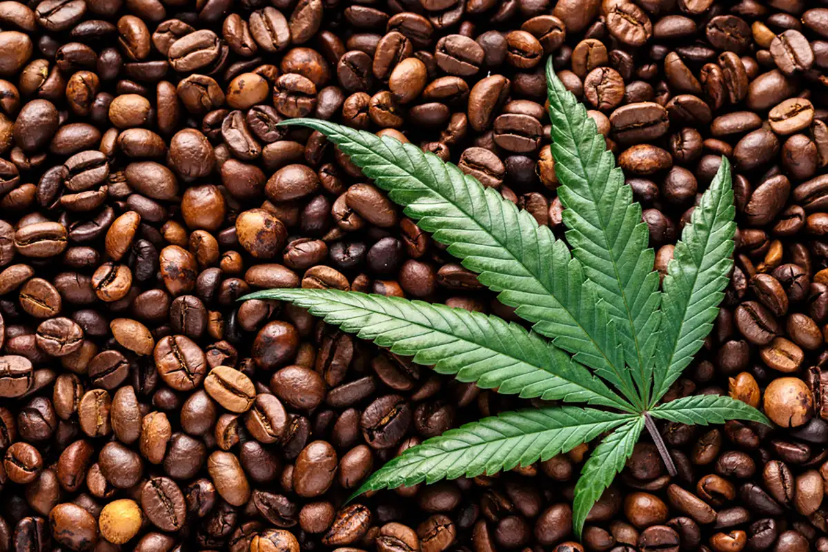 cannabis leaf on coffee grains