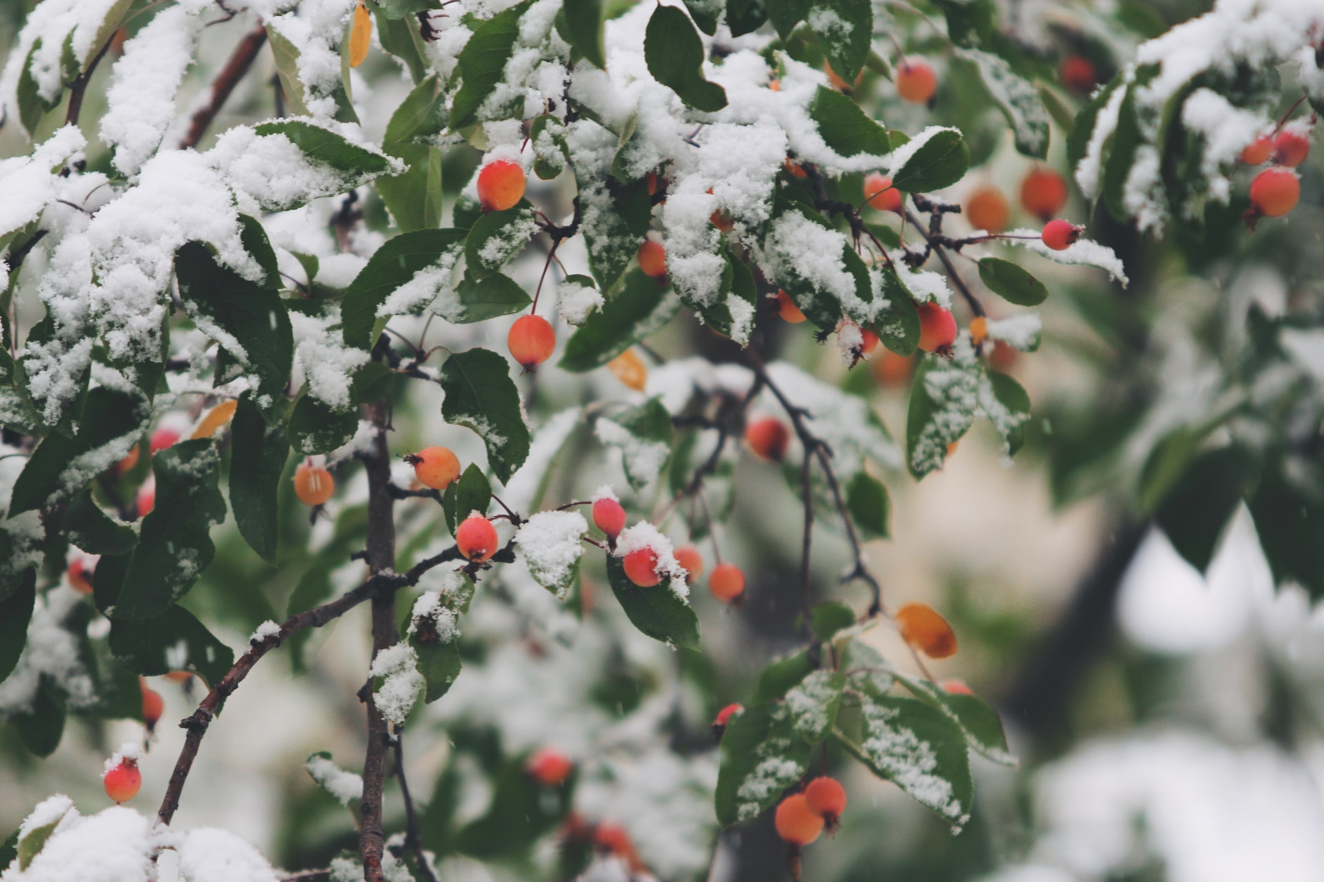 How to Preserve Cannabis During theWinter | MMJ Health