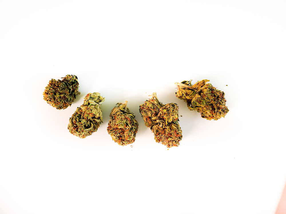 Blue Cheese Strain A Complete Guide Medical Marijuana Doctor West