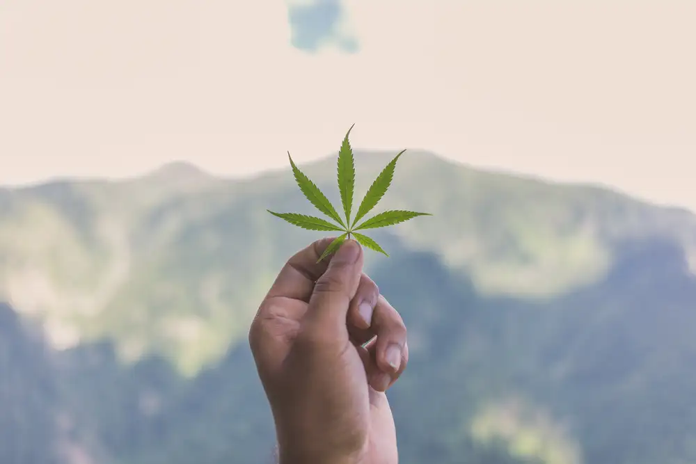 A Marijuana Leaf Held With Mountains In Background