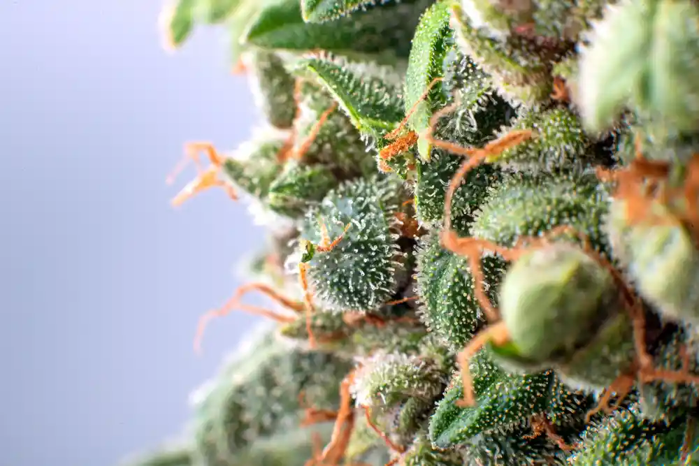 Close up of cannabis plant