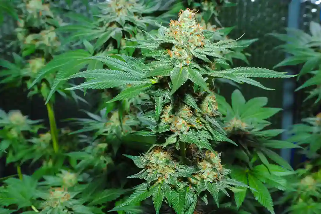 Cannabis Flower Haze Strain