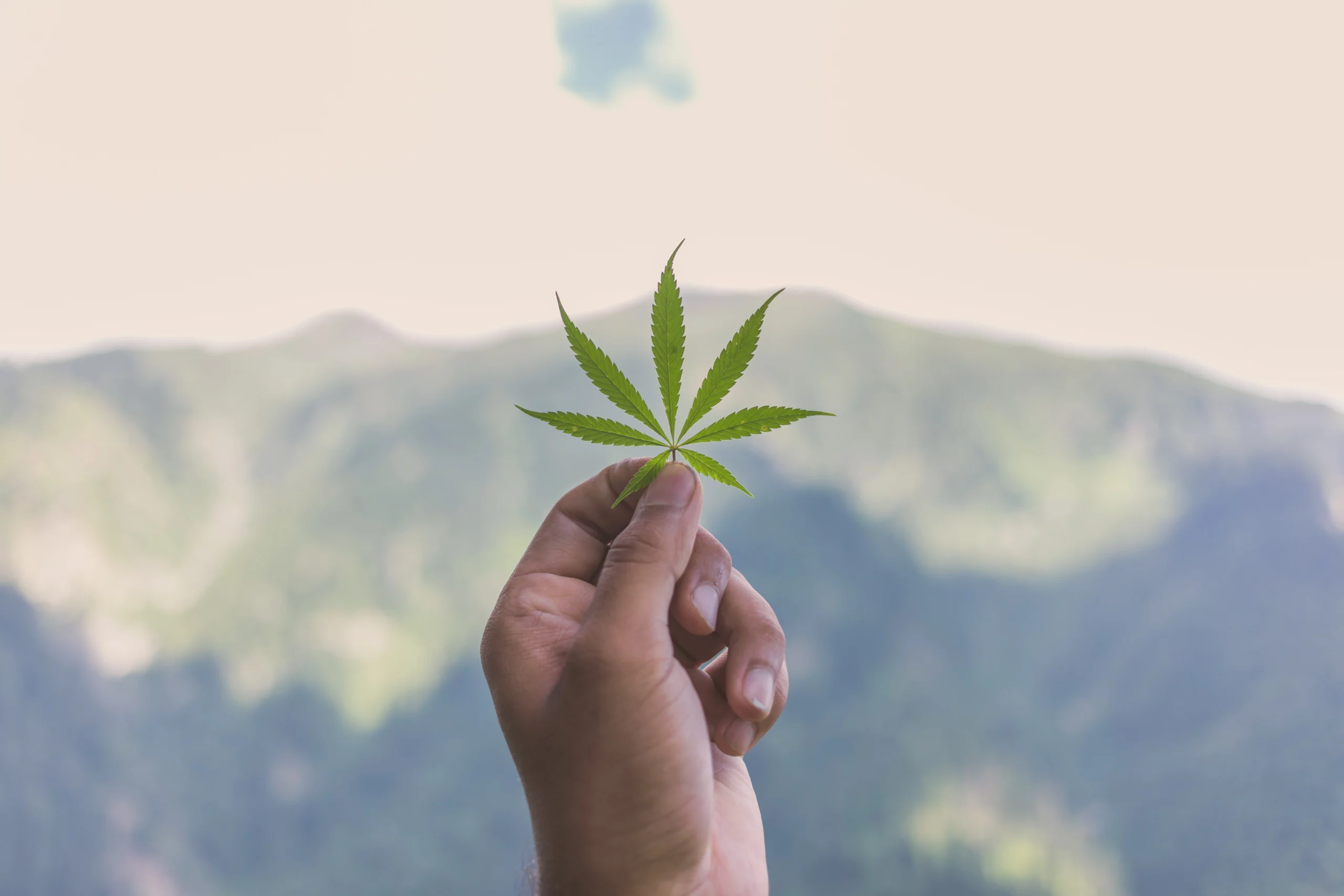 Cannabis leaf in the open