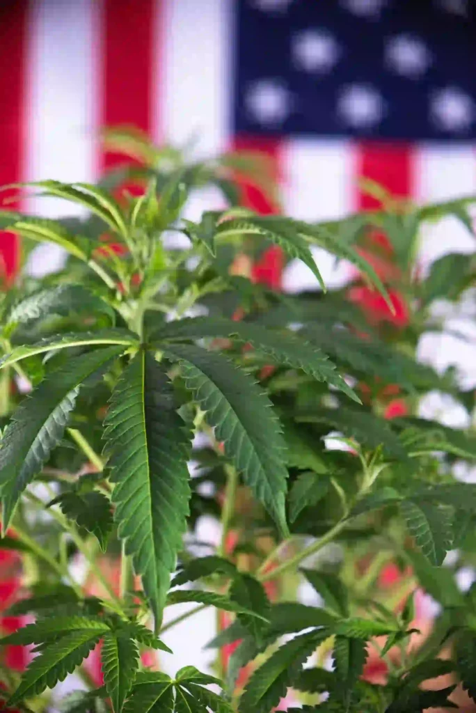 Marijuana Plant with American Flag in Background