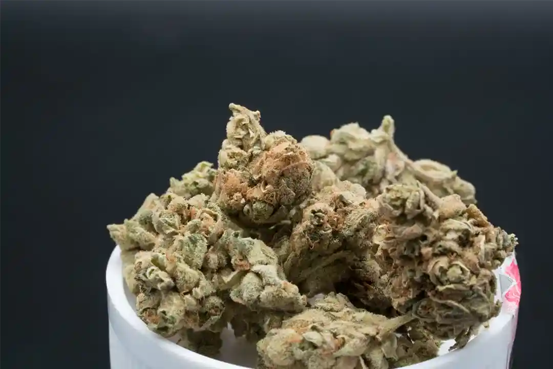 Stargazer Strain Cannabis Flower