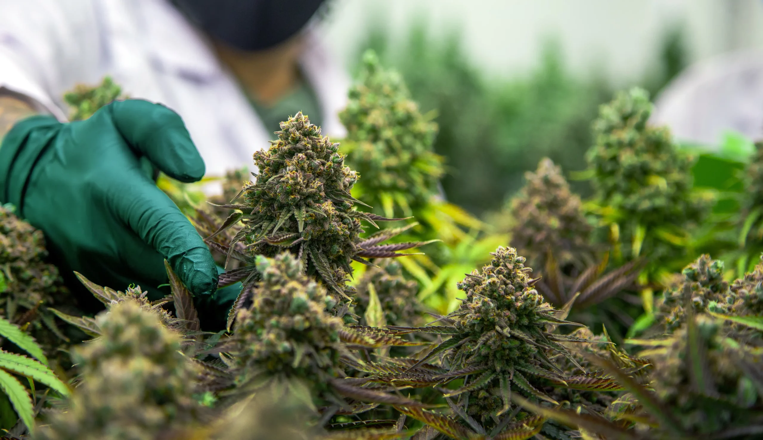 Different Cannabis Flowers