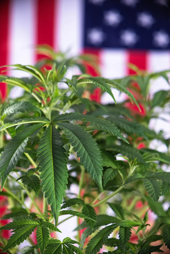Marijuana Plant with American Flag in Background