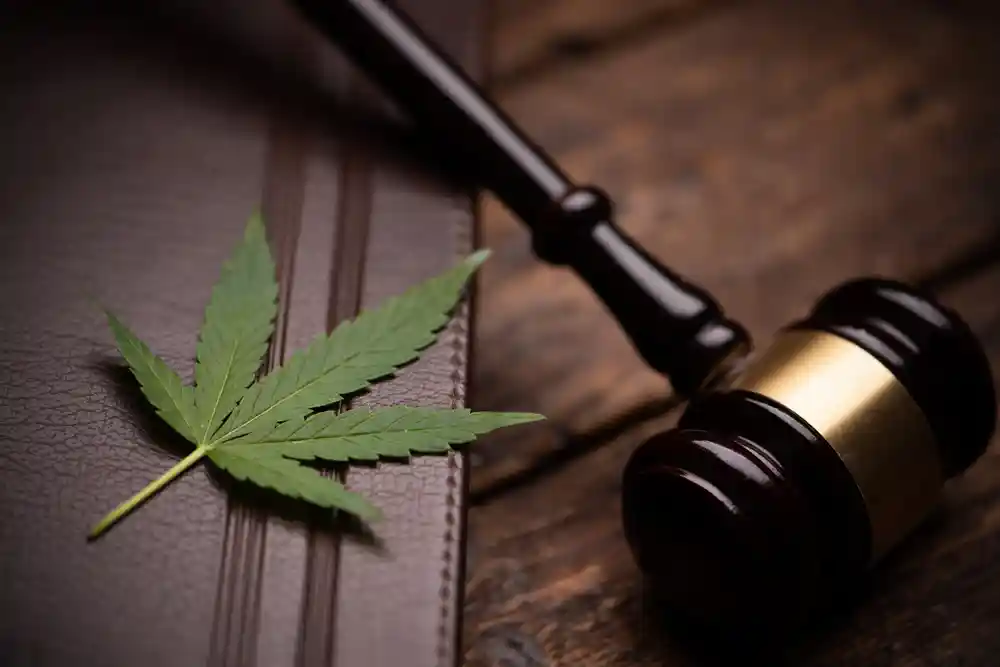 cannabis leaf on judge gavel