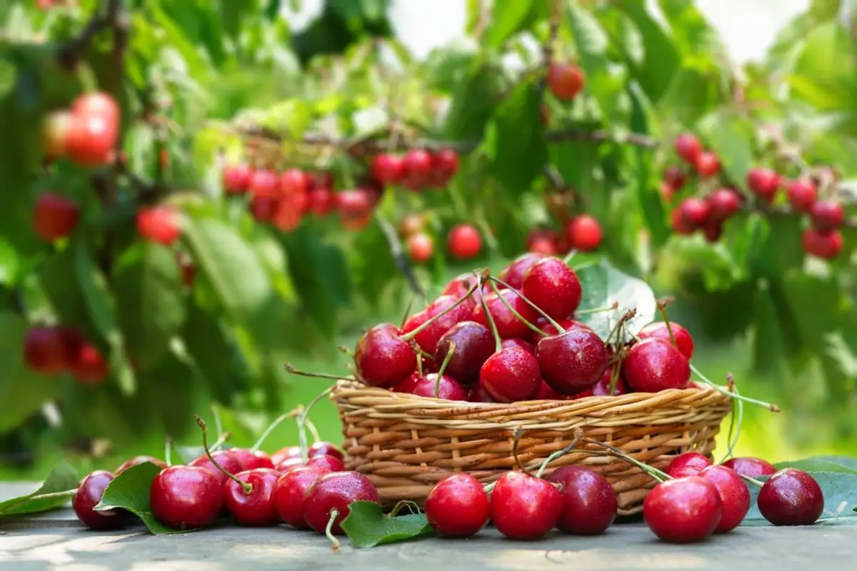 Cherry on basket