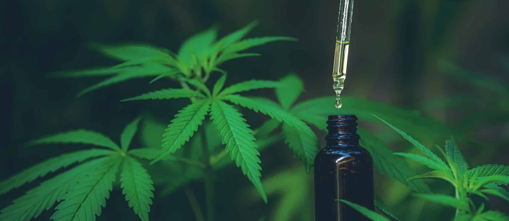 Does Marijuana Help With Allergies Medical Marijuana Doctor West Palm Beach Medical Marijuana