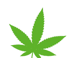Medium Size Leaf Icon