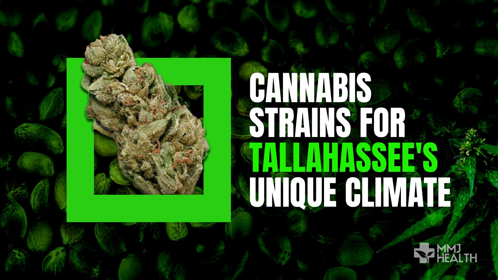 Cannabis Strains for Tallahassee’s Unique Climate