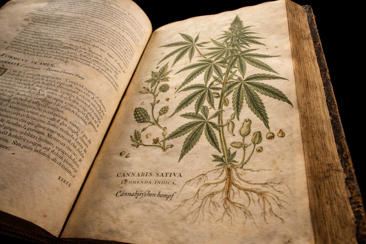 Historical medical textbook referencing cannabis as a prescribed treatment in early Western medicine